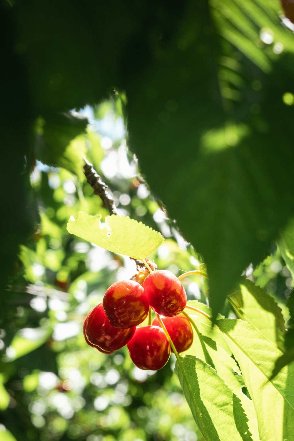 a bunch of cherries hanging from a tree