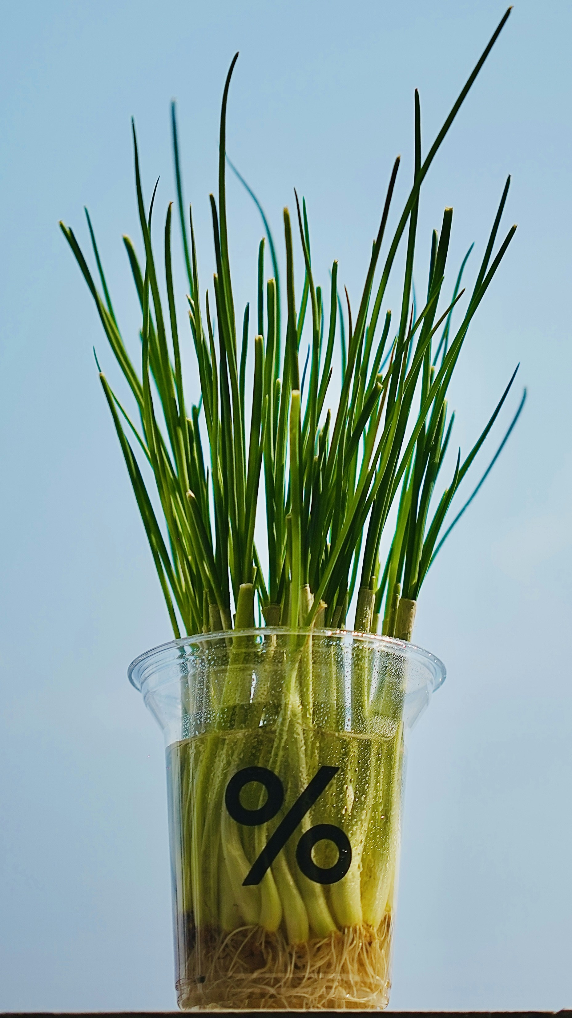 a plant with a percentage sign on it