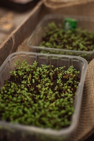 a couple of plastic containers filled with plants