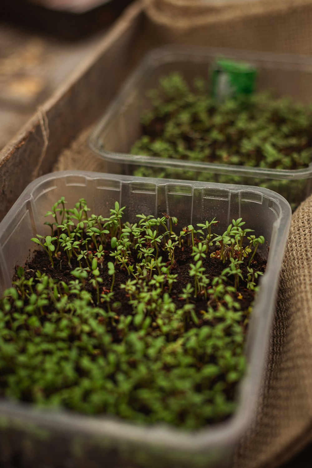 a couple of plastic containers filled with plants