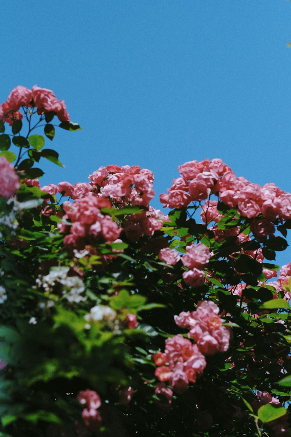 pink flowers are blooming on a sunny day