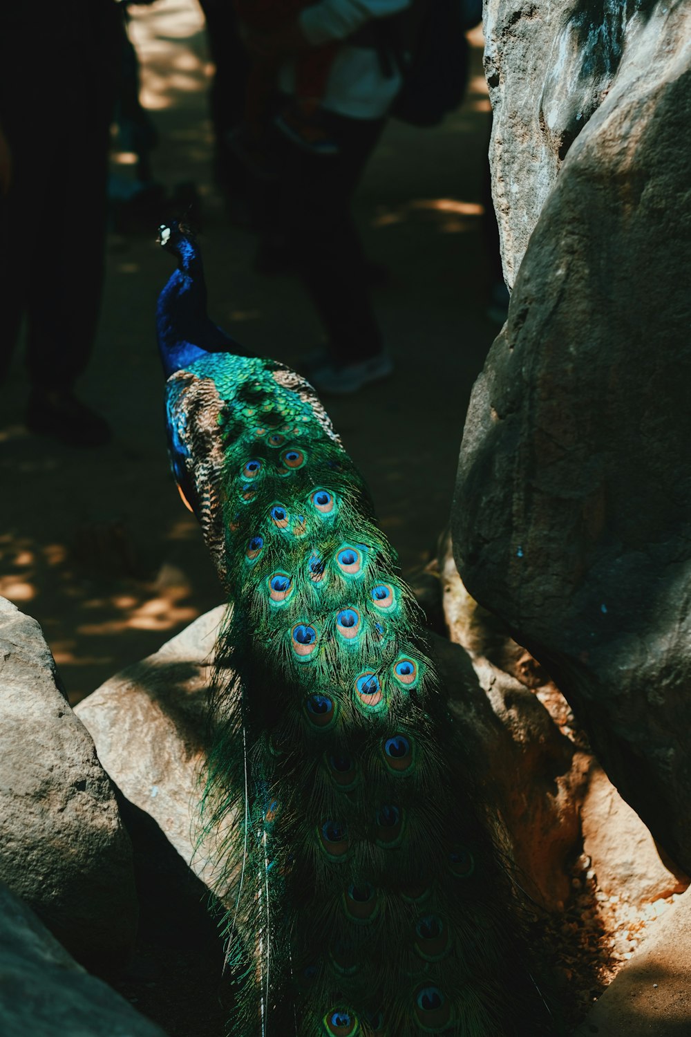 a peacock standing on top of a rock next to a tree