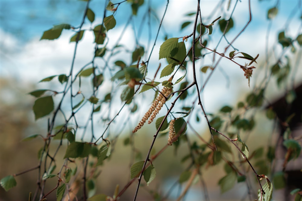 a close up of a tree with leaves