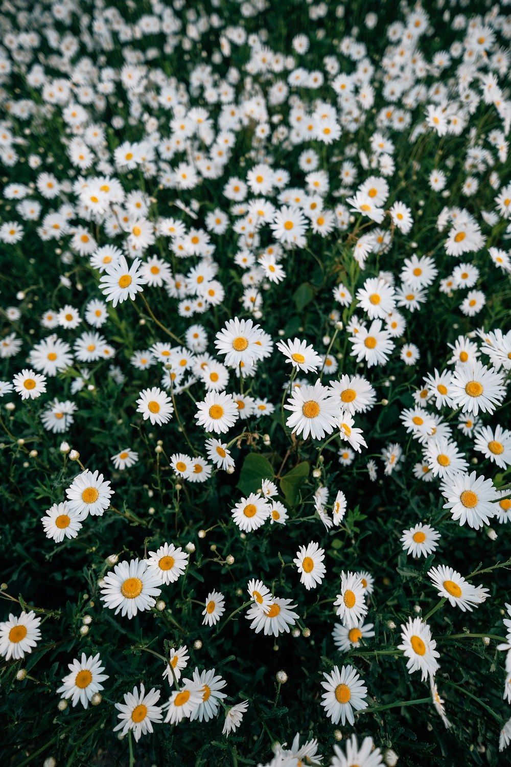 a field of white daisies with yellow centers