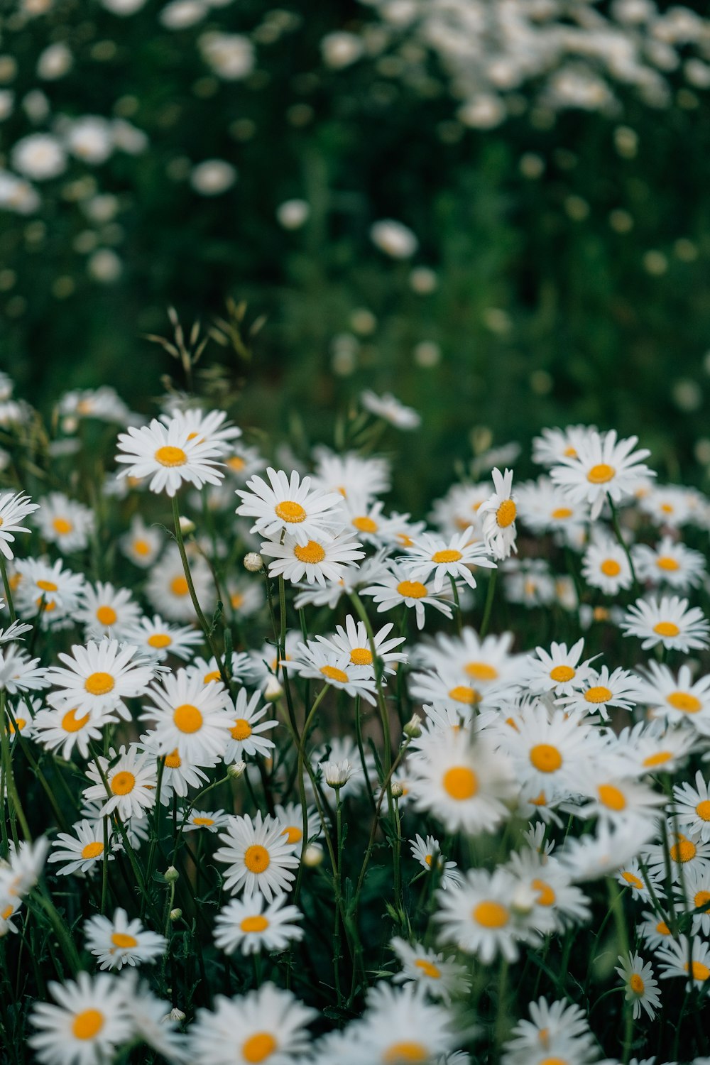 a field of white daisies with yellow centers