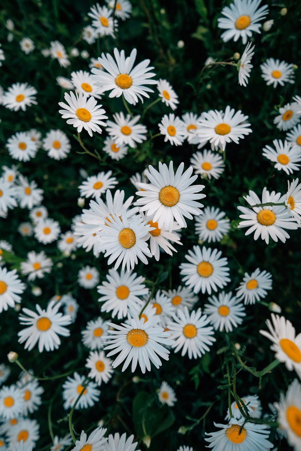 a bunch of white flowers with yellow centers