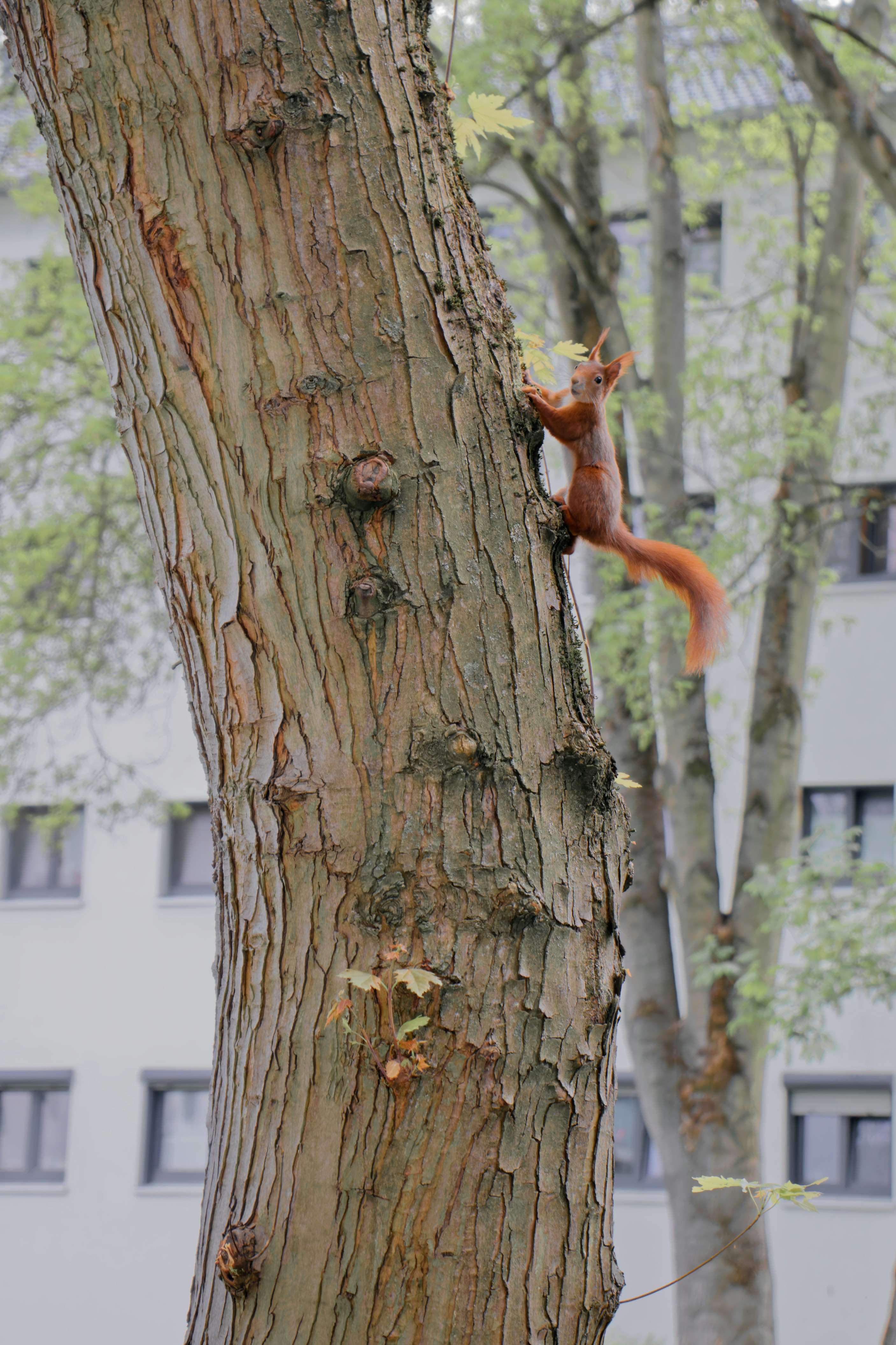 a squirrel climbing up the side of a tree