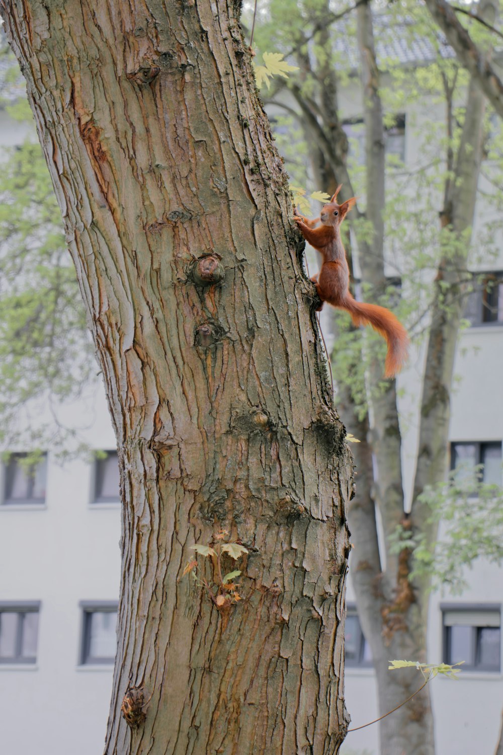 a squirrel climbing up the side of a tree