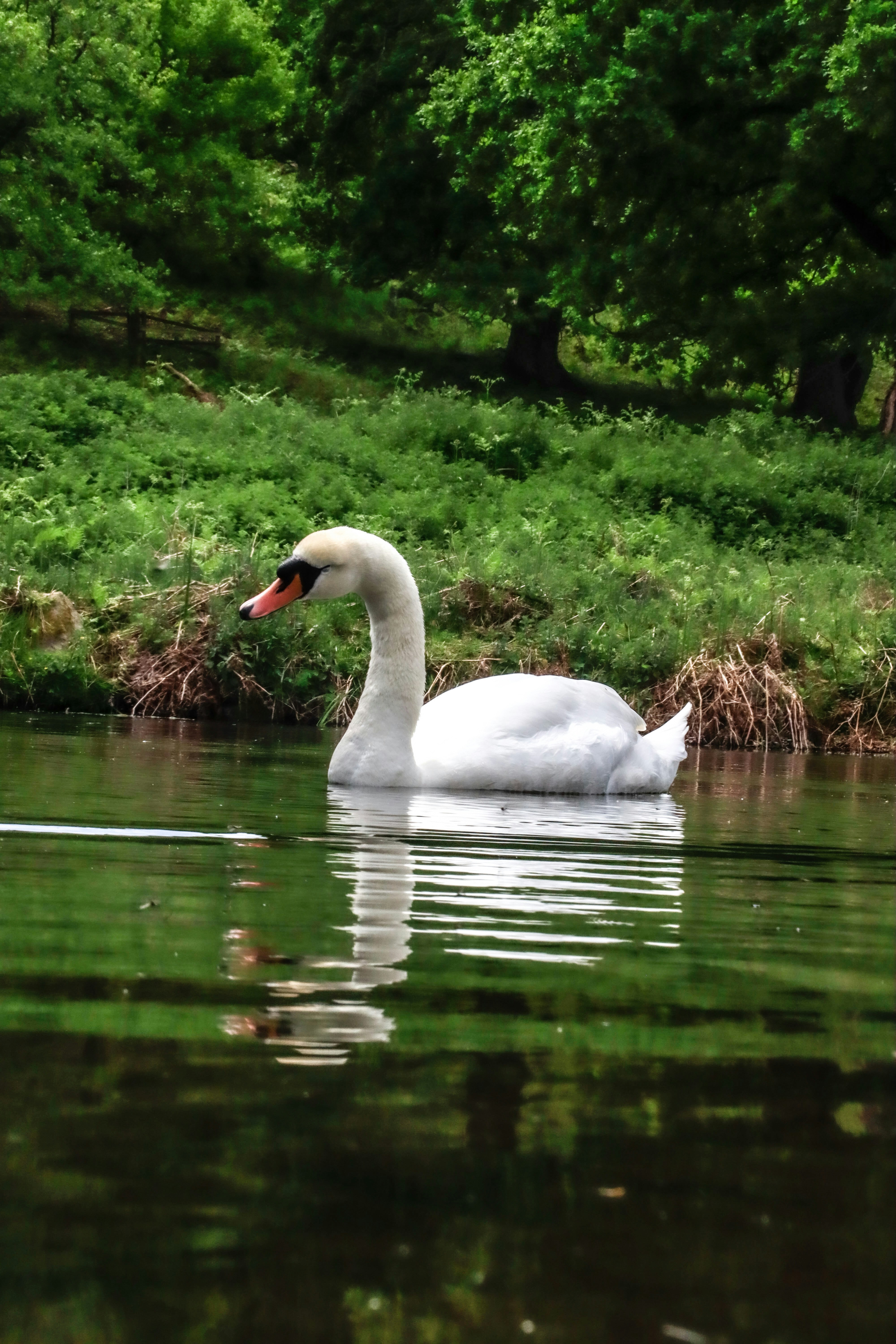 a white swan floating on top of a body of water