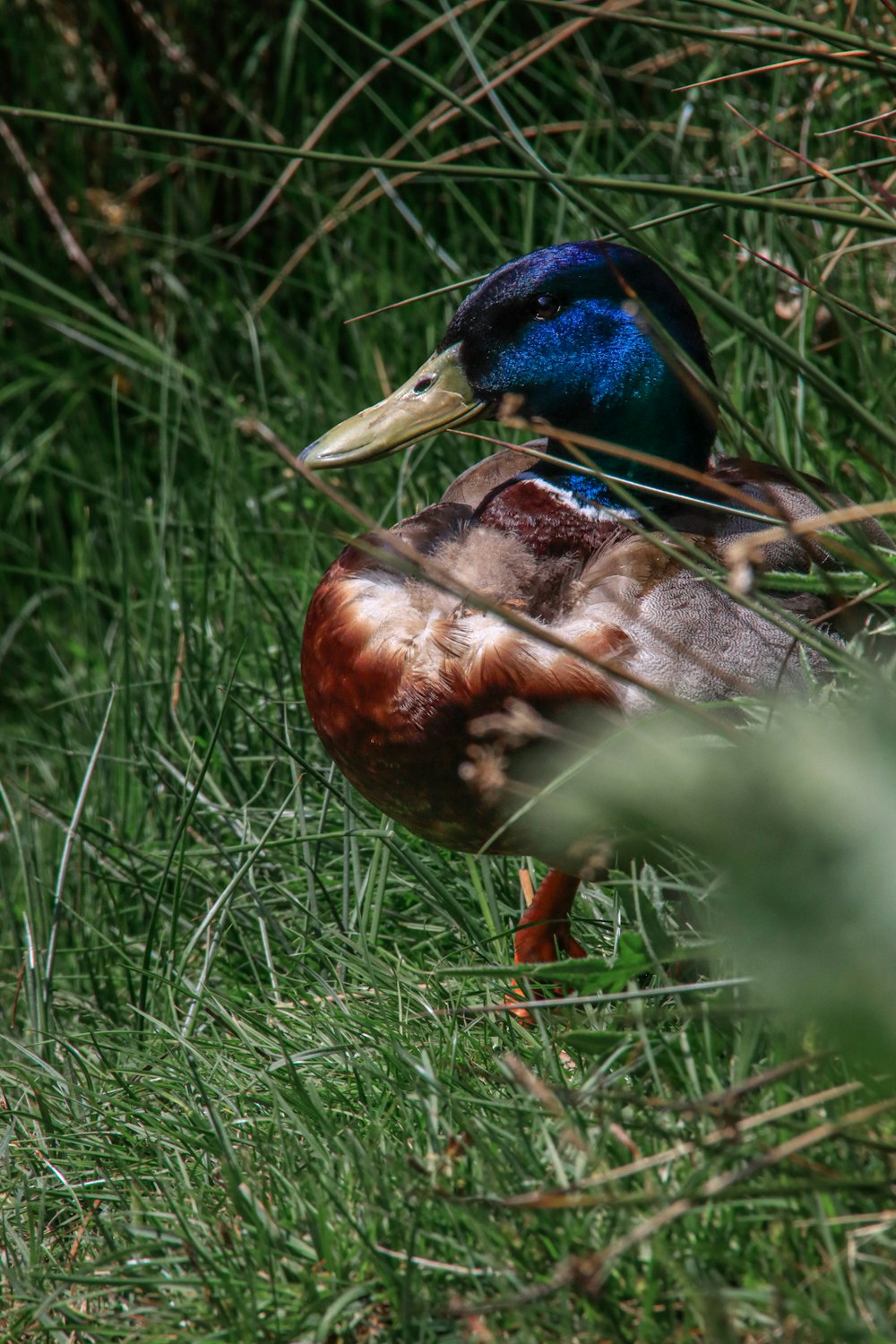 a bird with a blue head standing in the grass