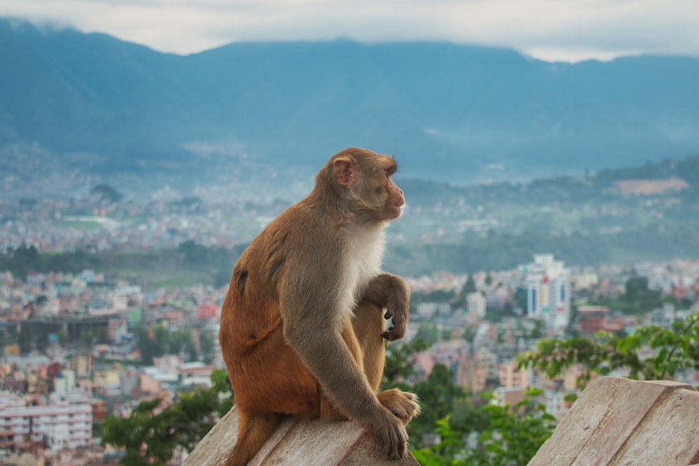 a monkey sitting on top of a wooden structure