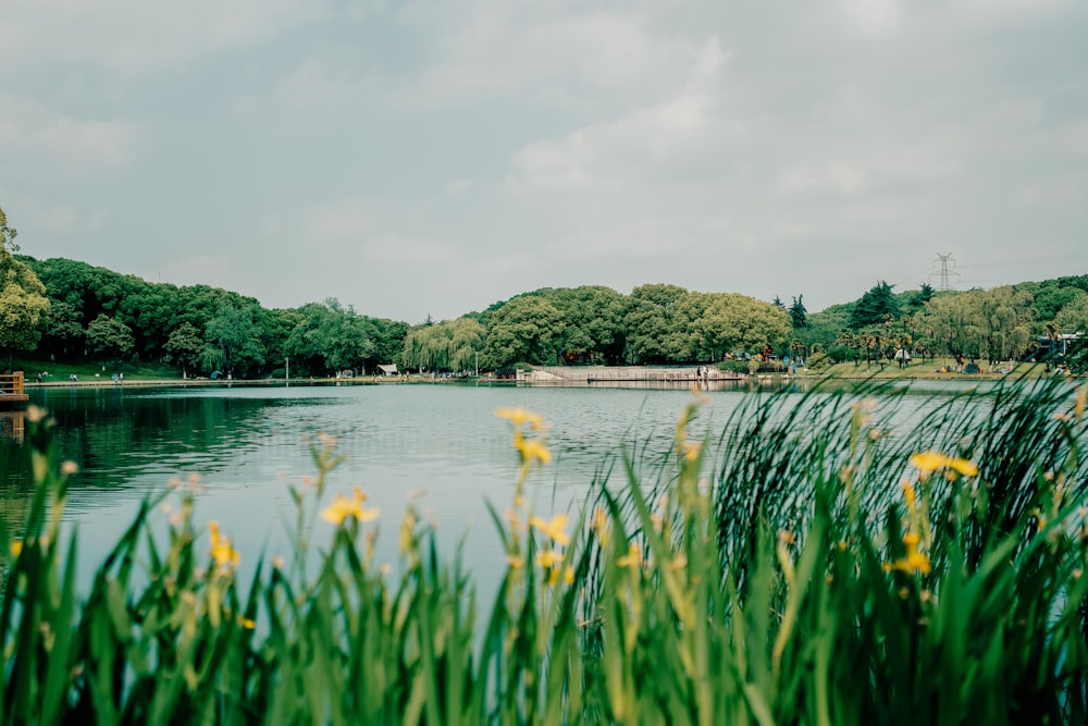 a body of water surrounded by trees and grass