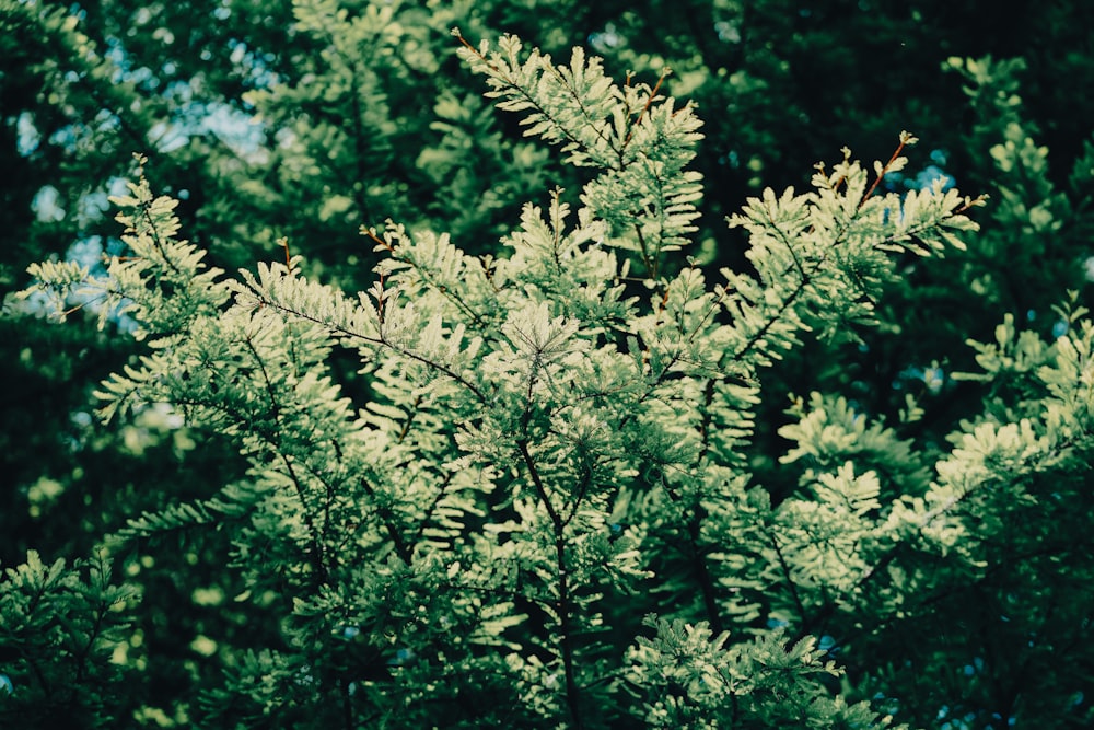 a close up of a tree with lots of leaves