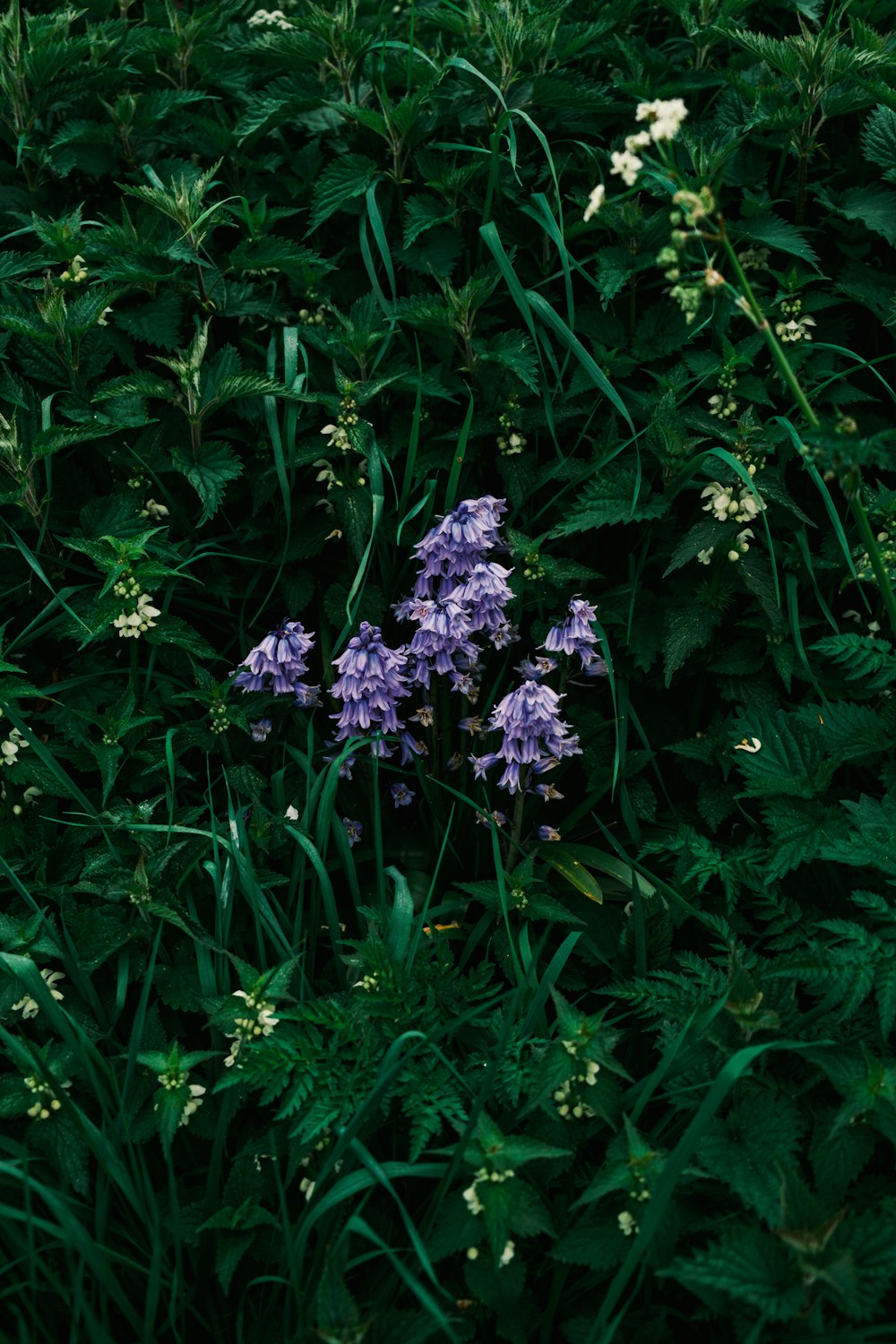 a bunch of flowers that are in the grass