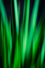 a blurry photo of green grass in the night