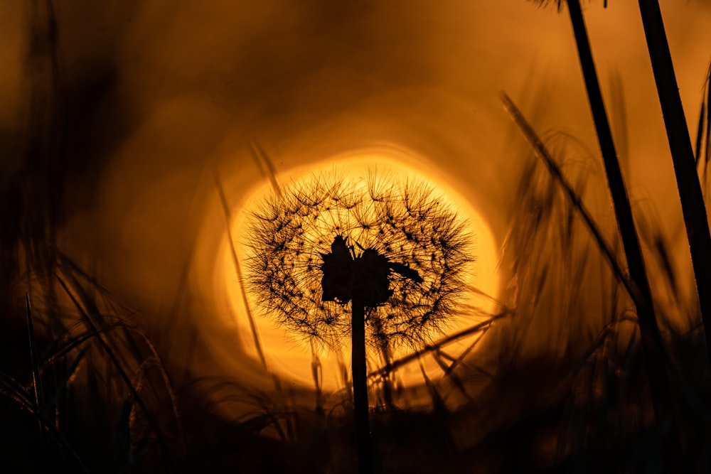 a dandelion with the sun in the background