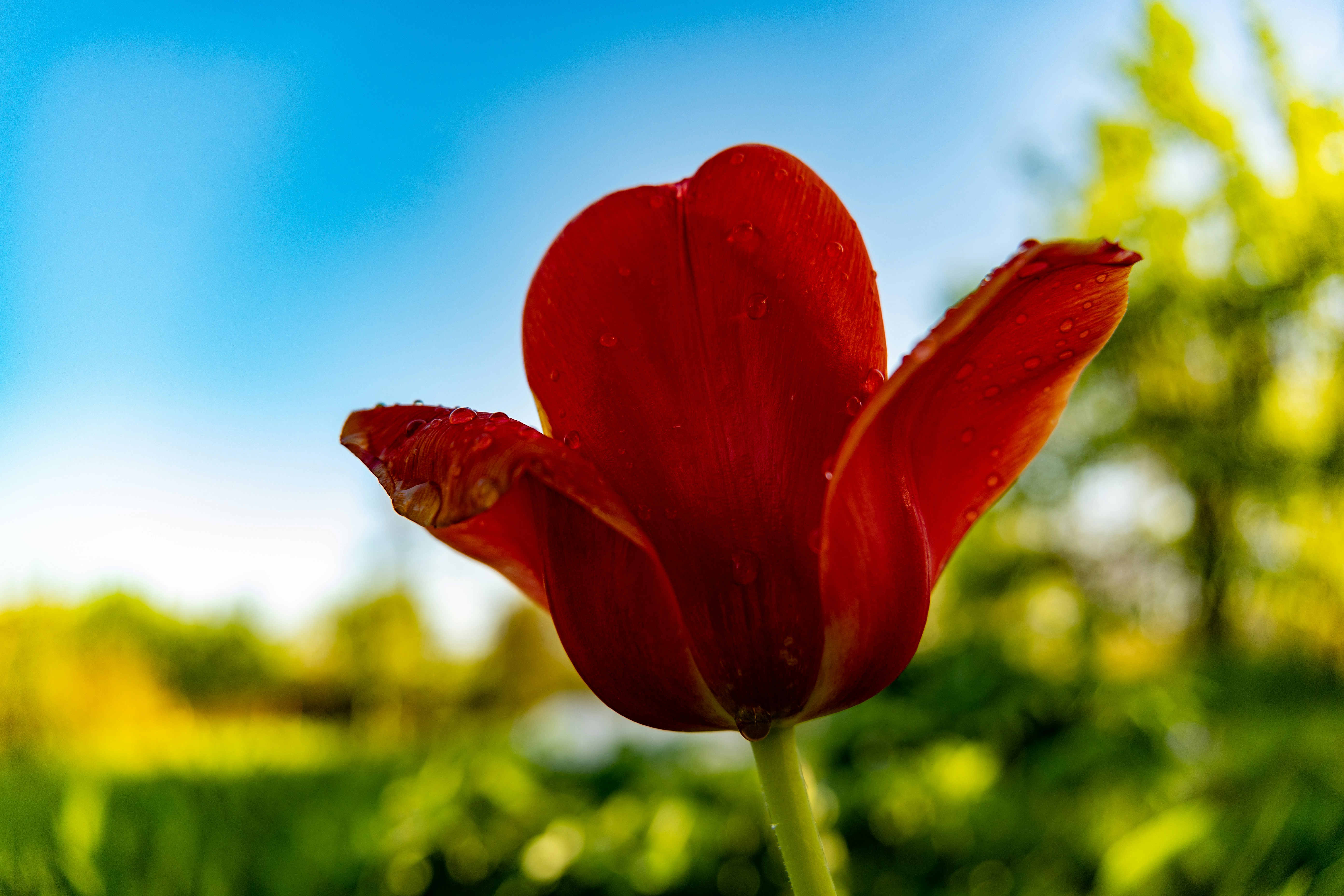Eine einzelne rote Tulpe mit blauem Himmel im Hintergrund