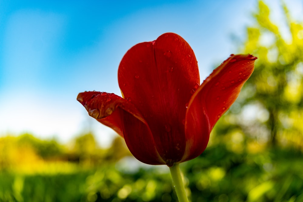 a single red tulip with a blue sky in the background