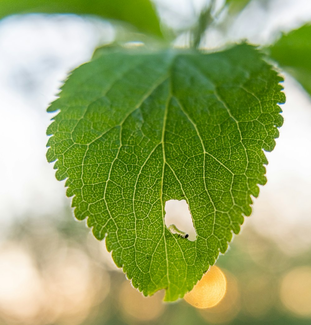 a close up of a green leaf with a blurry background