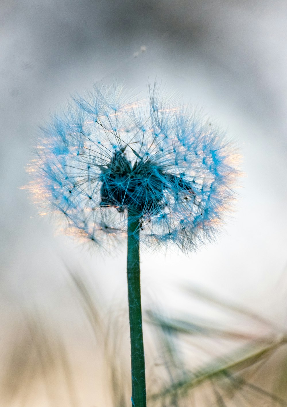 a blue dandelion with a blurry background