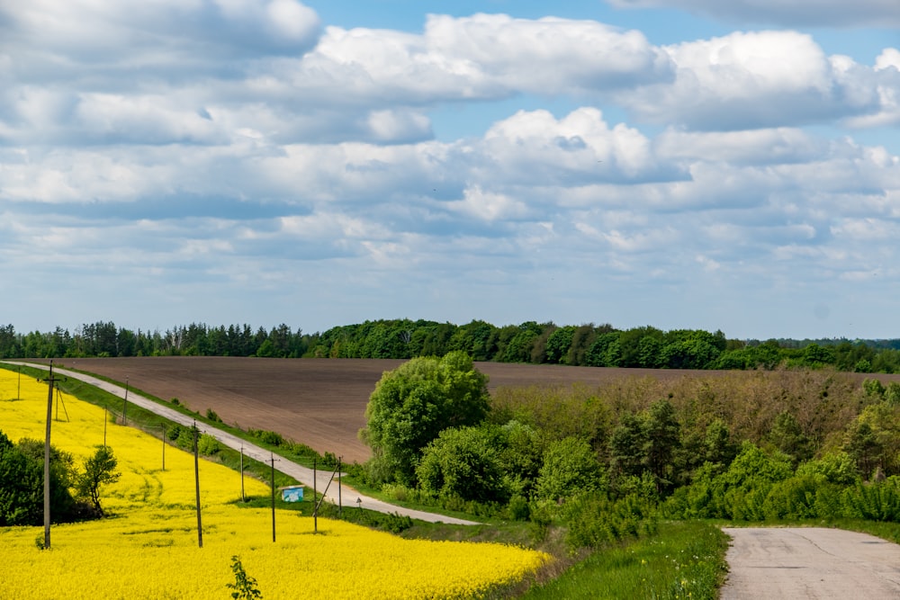 a road in the middle of a field of yellow flowers