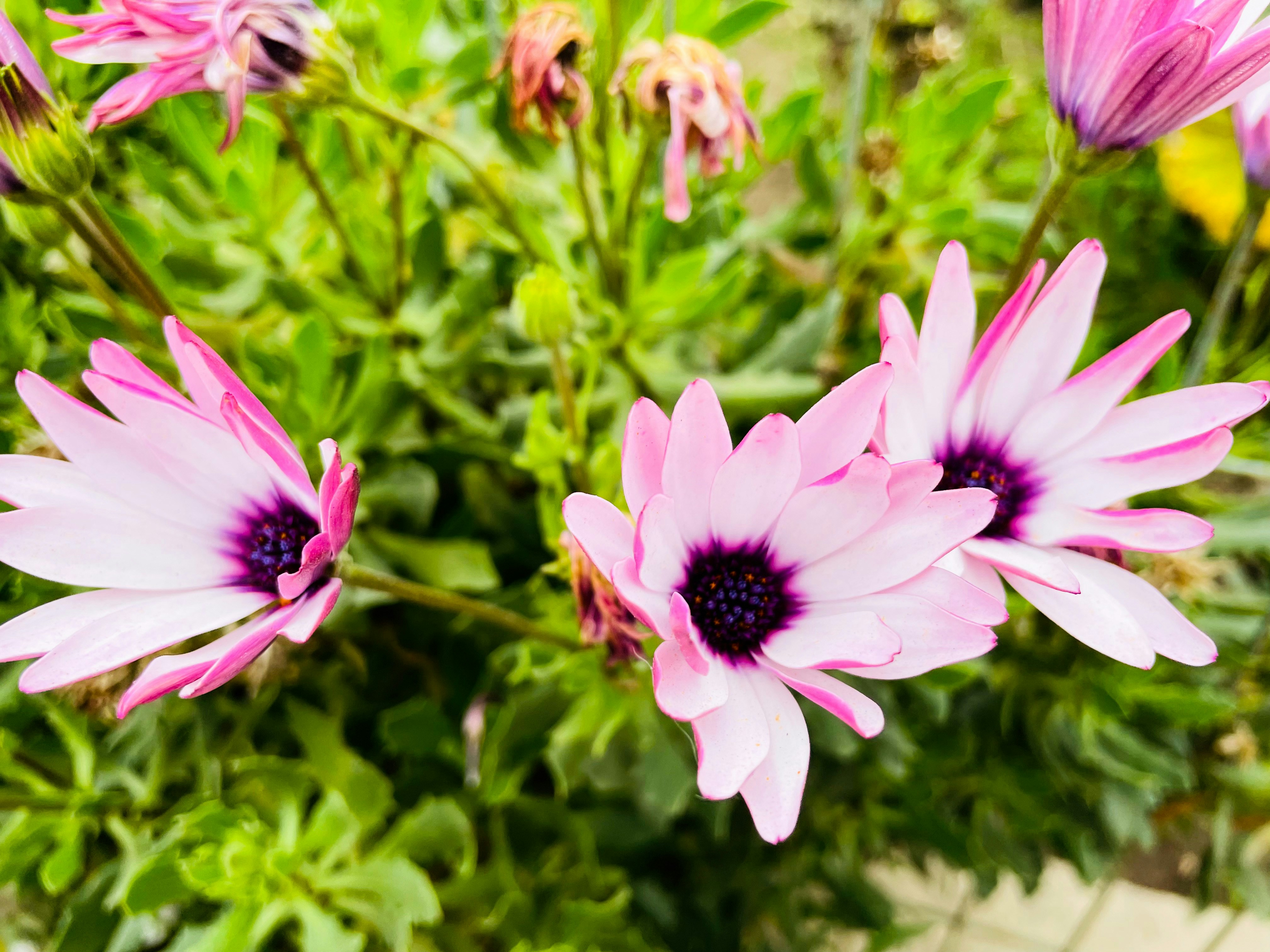 Photo by eimarisobral