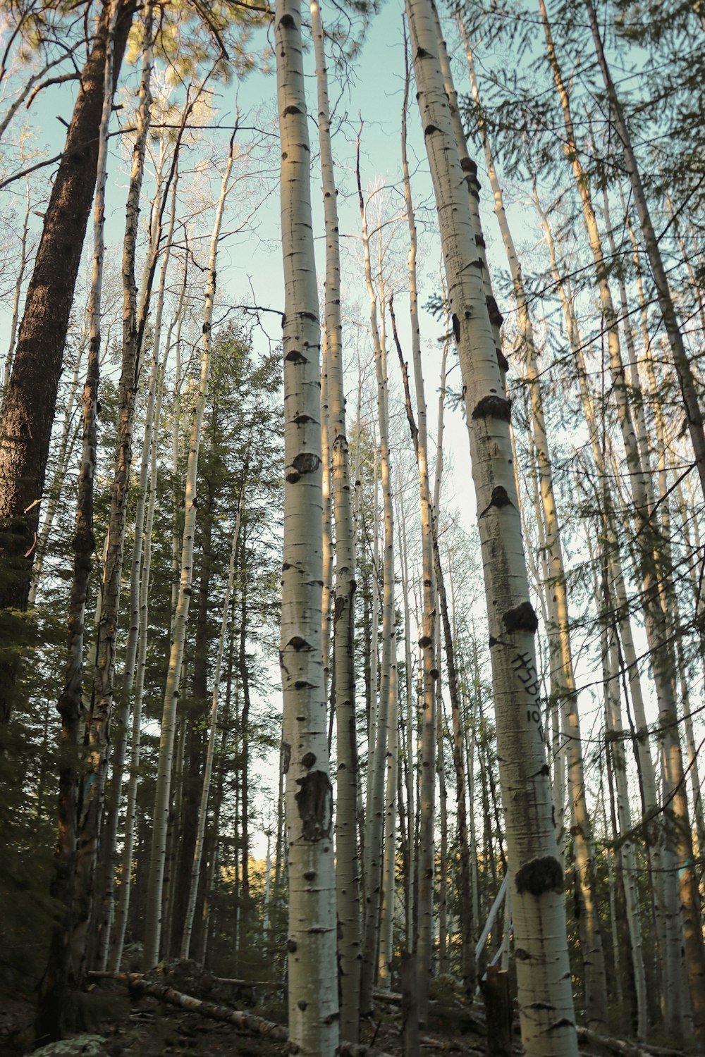 a forest filled with lots of tall white trees