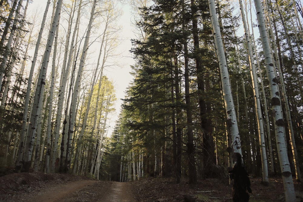 a person walking down a dirt road surrounded by tall trees