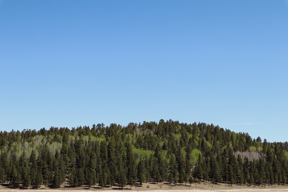 a group of trees on a hill with a blue sky in the background