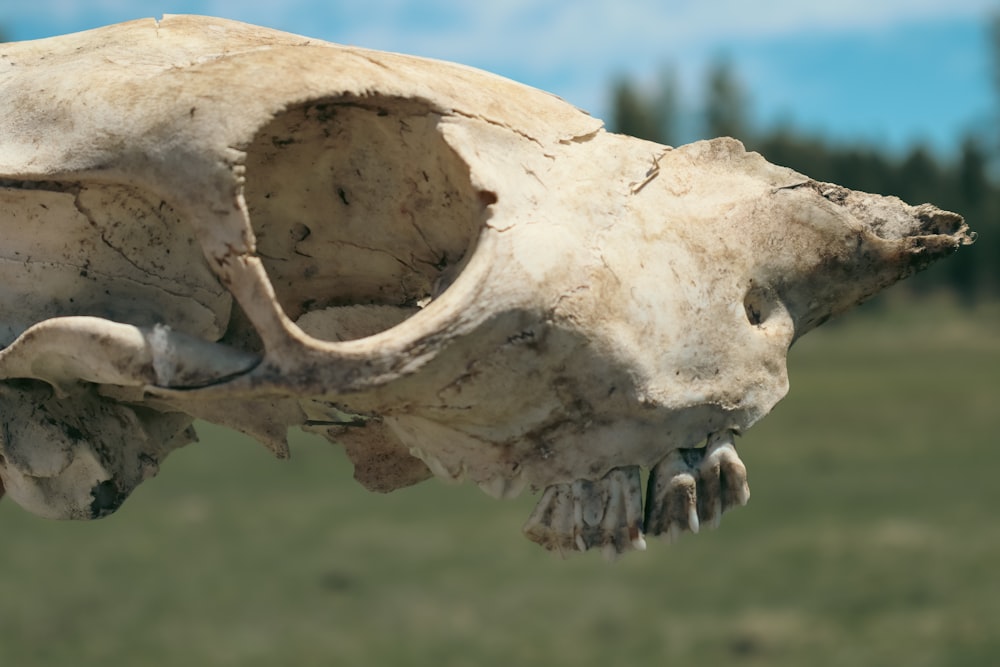 a close up of a animal skull in a field