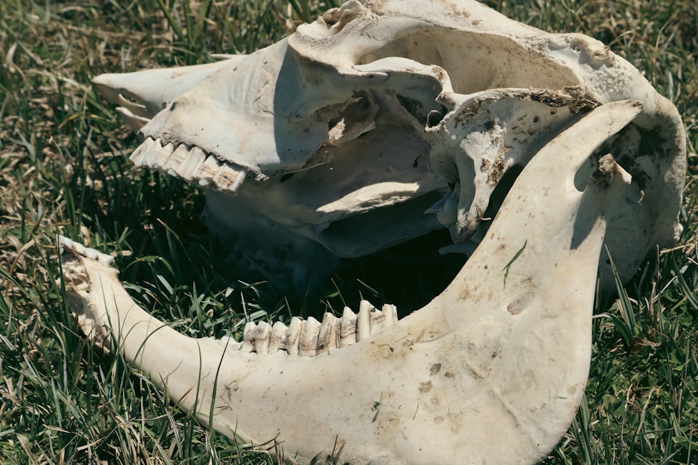 an animal skull laying on the ground in the grass