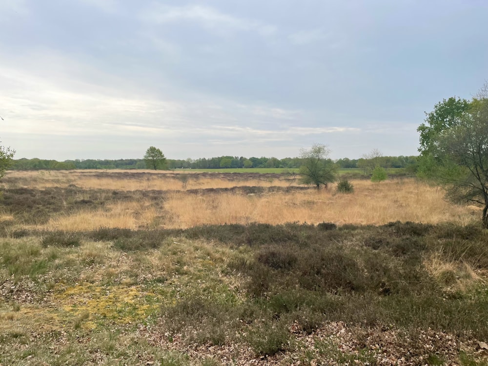 a grassy field with trees in the distance