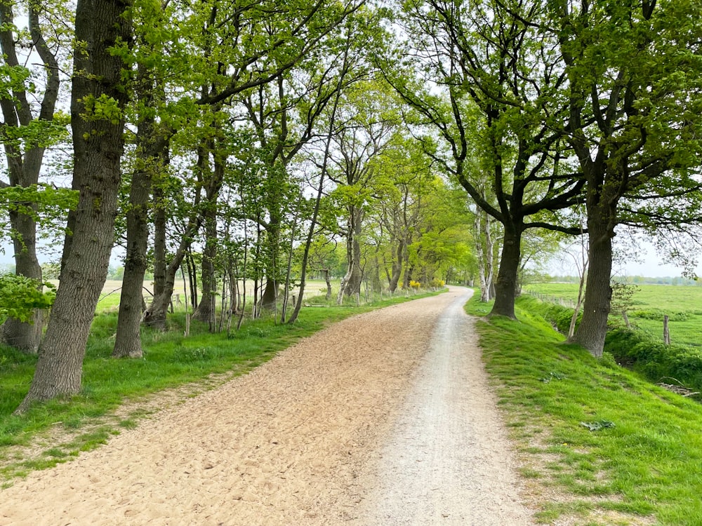 a dirt road surrounded by trees and grass