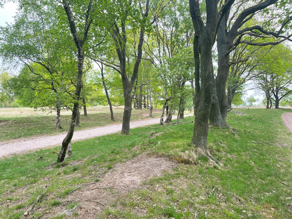 a dirt path surrounded by trees and grass