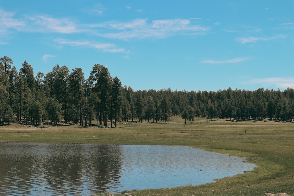 un grande specchio d'acqua circondato da alberi