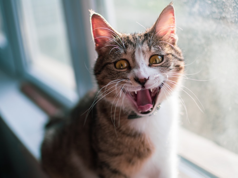 a cat yawns while sitting on a window sill