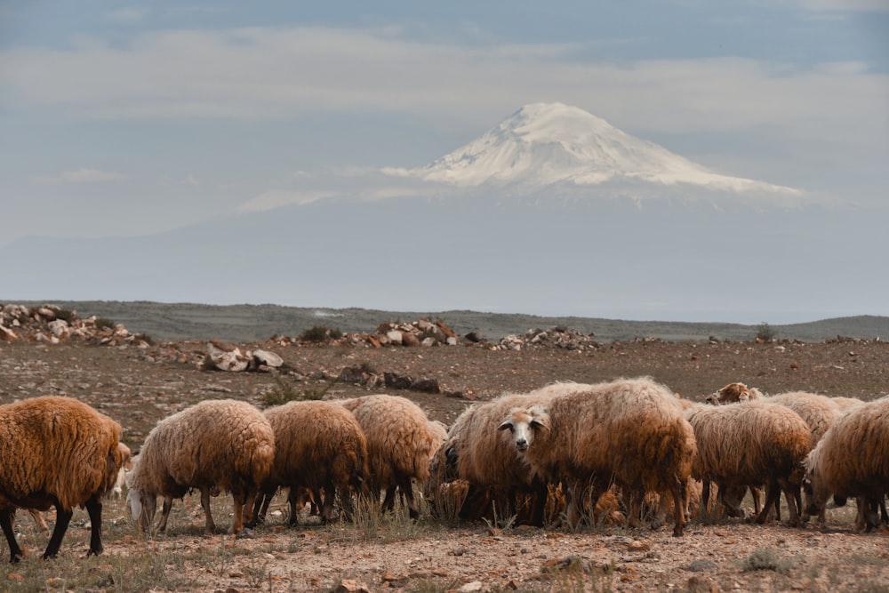 a herd of sheep standing on top of a dry grass field