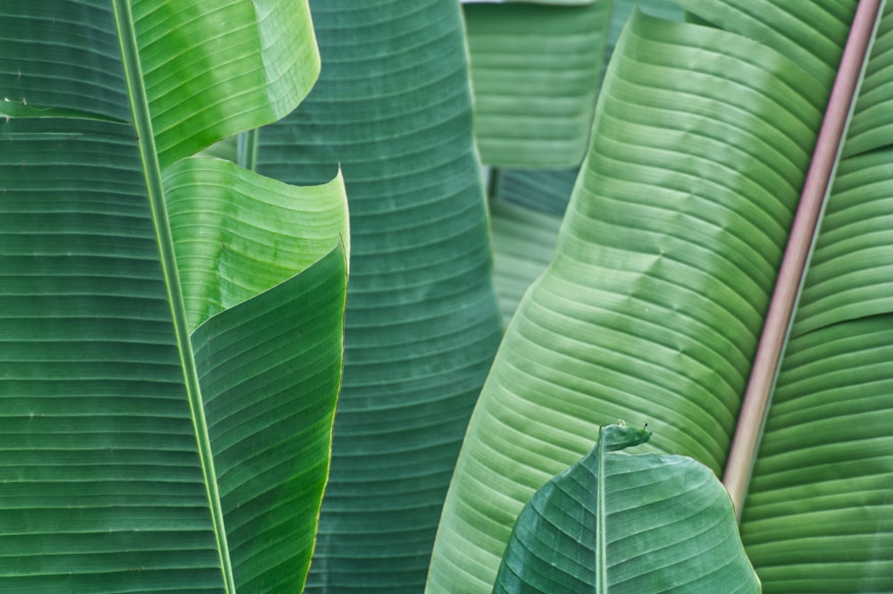 a bird perched on top of a large green leaf