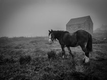 A horse standing on a grassy field in front of a stone building. The scene is enveloped in a misty atmosphere, creating a moody and tranquil setting.