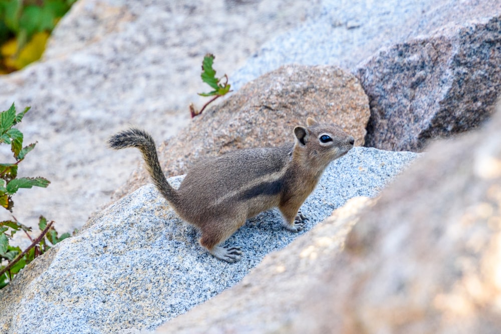 a small animal standing on top of a rock