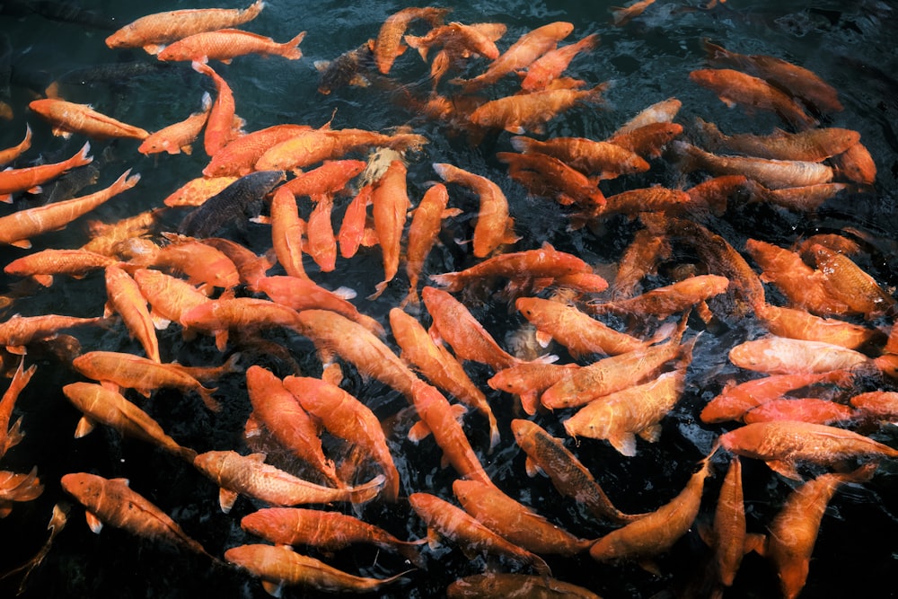 a large group of fish swimming in a pond