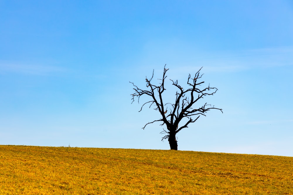 a lone tree on a grassy hill under a blue sky