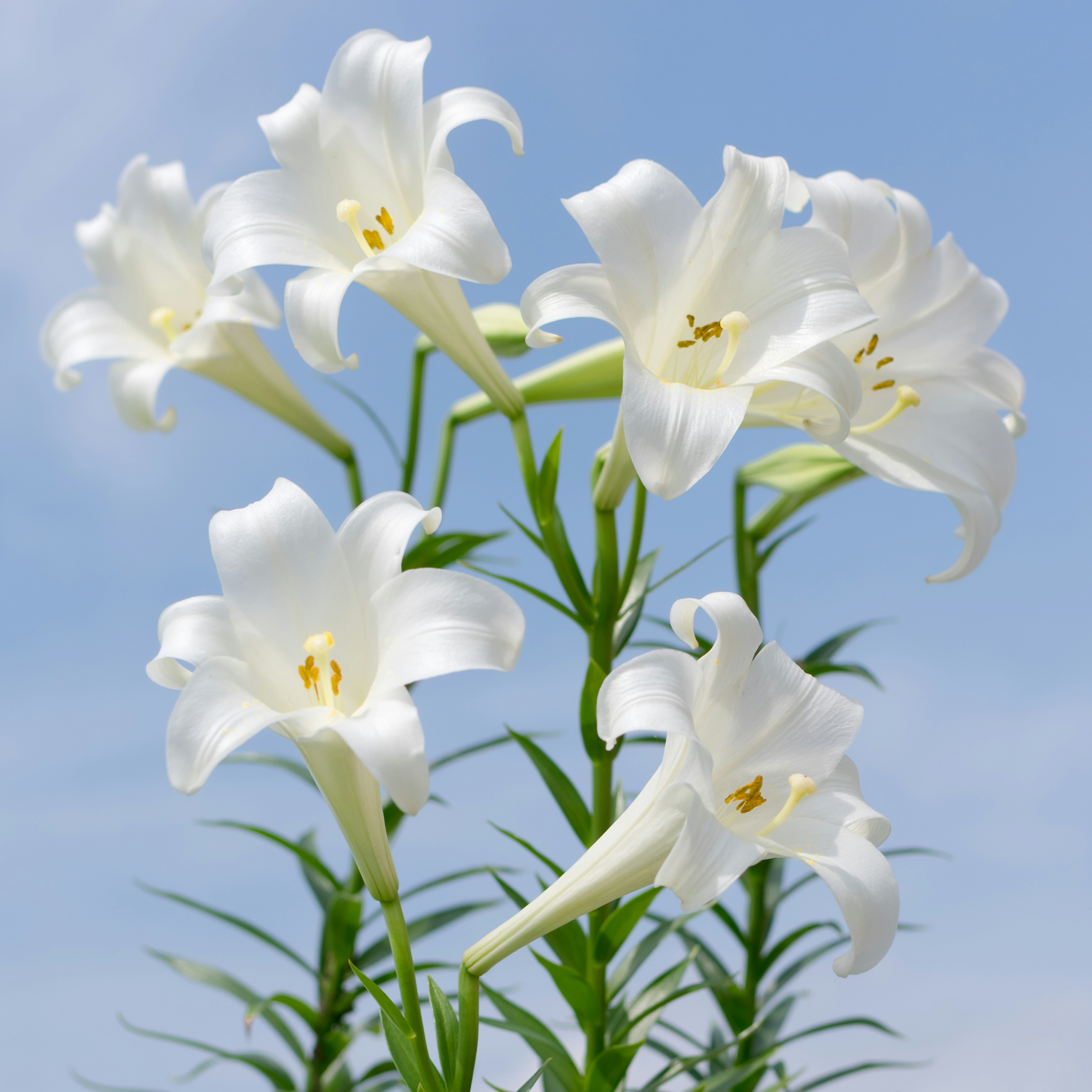 Peaceful sympathy floral tribute with calming whites