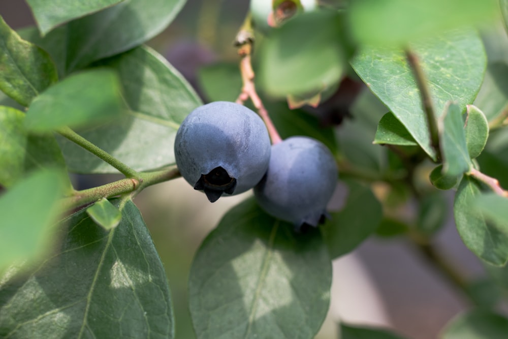 a close up of some blue berries on a tree