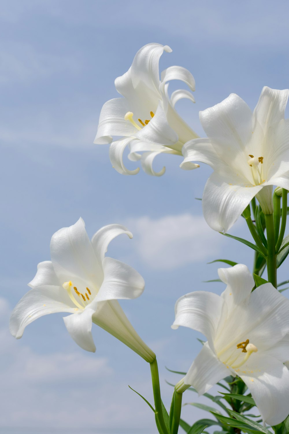 a group of white flowers against a blue sky