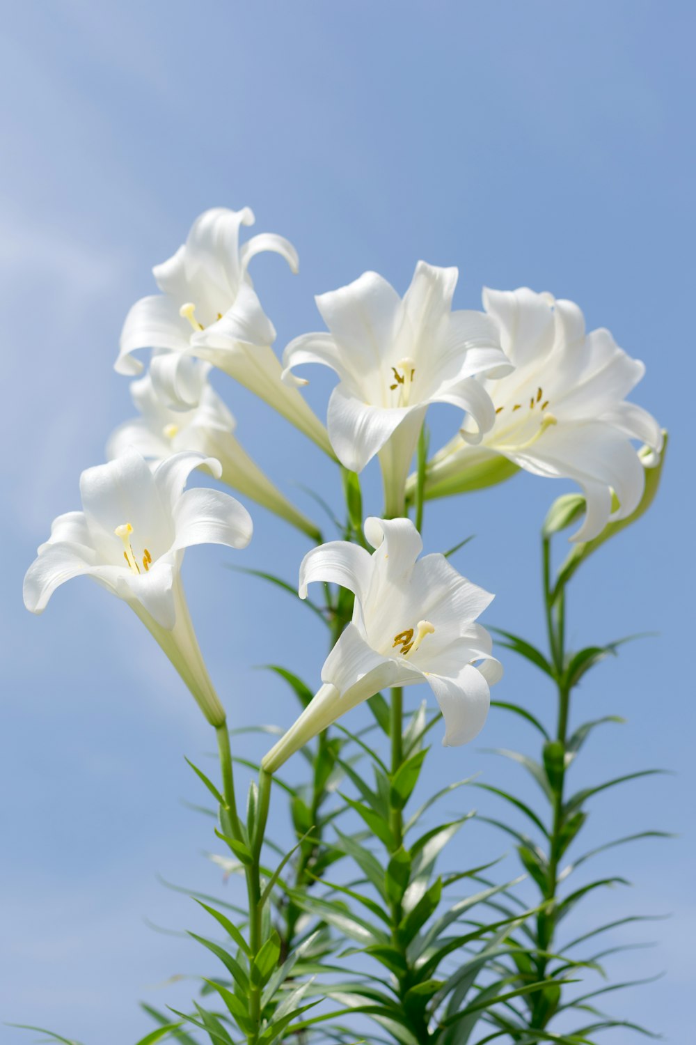 a group of white flowers with a blue sky in the background