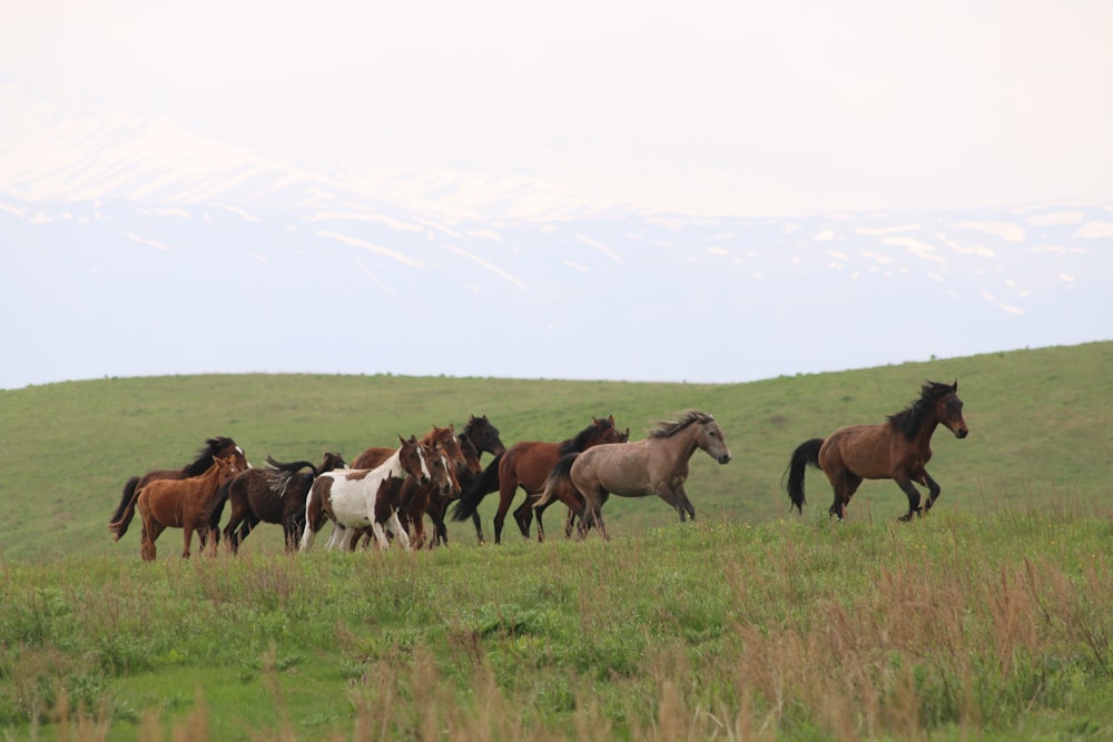 a herd of horses running across a lush green field