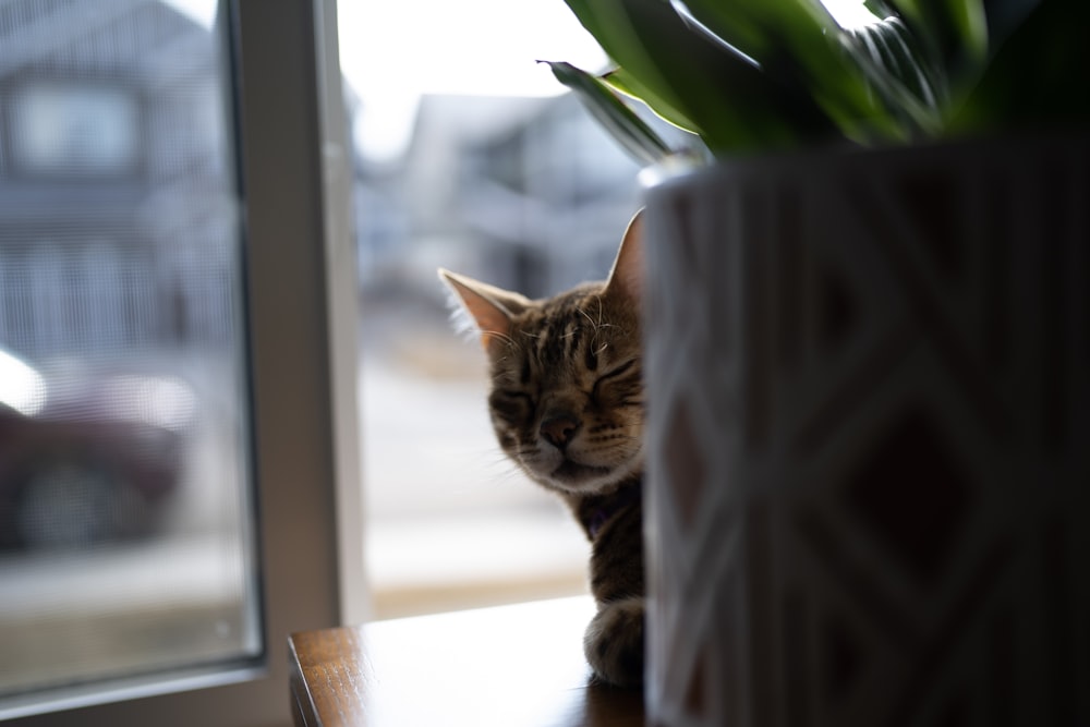 un gatto seduto su un tavolo accanto a una pianta in vaso