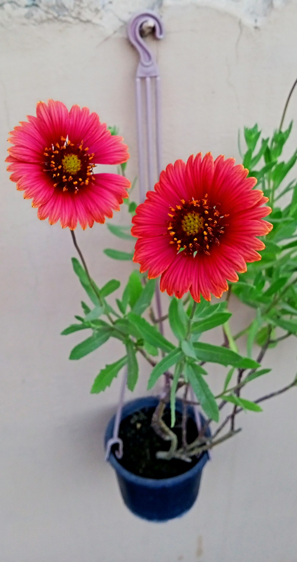 a couple of flowers that are in a pot