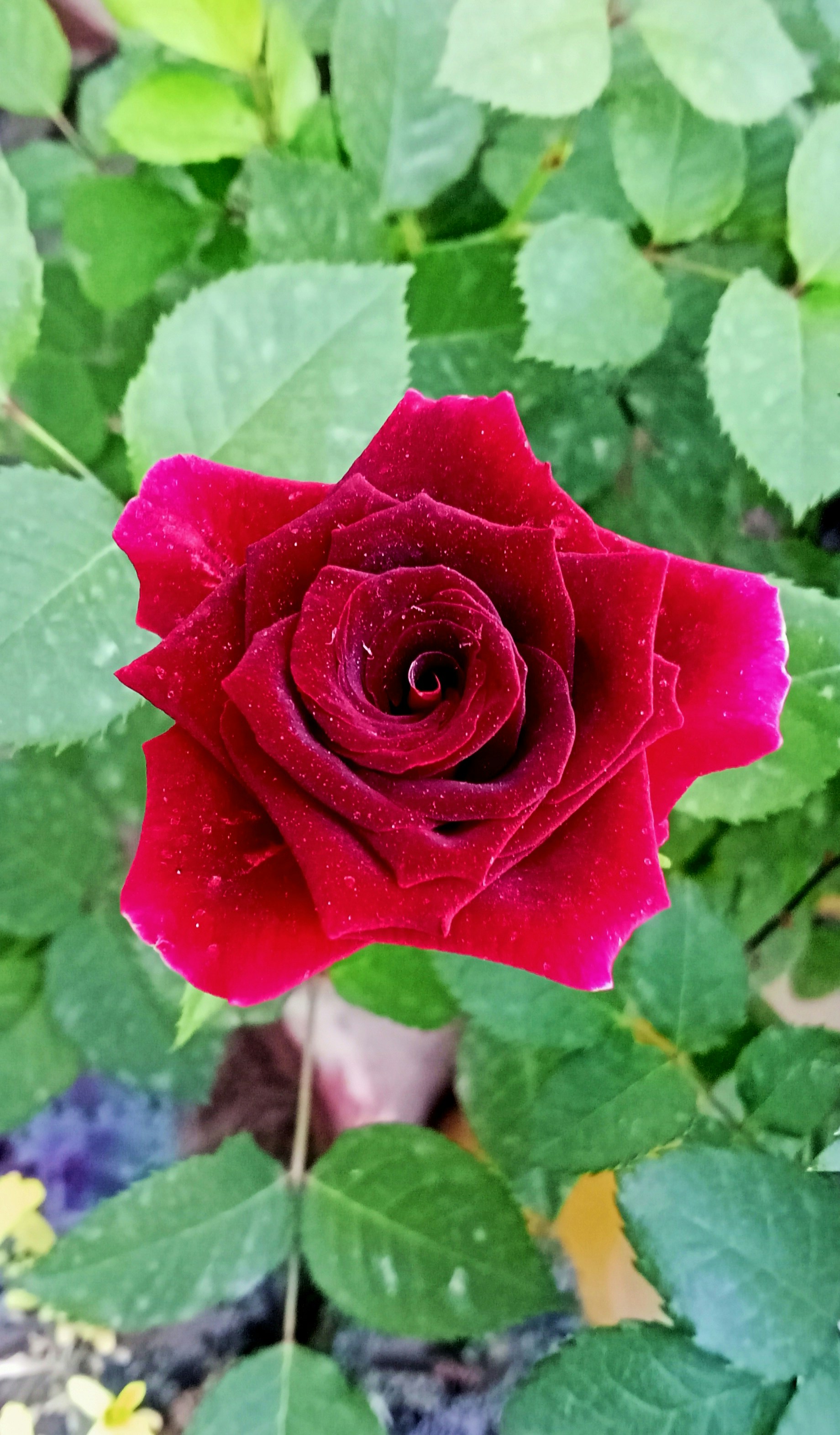 a red rose with green leaves in the background